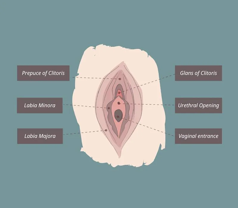 Labiaplasty London, Uk